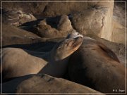 La Jolla Cove