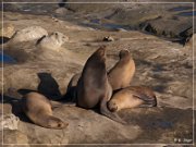 La Jolla Cove