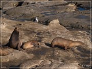 La Jolla Cove