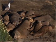 La Jolla Cove