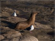 La Jolla Cove