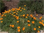 Mission San Juan Capistrano