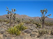 mojave_national_preserve_02