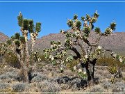 mojave_national_preserve_03