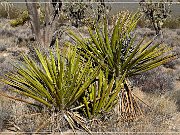 mojave_national_preserve_04