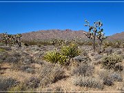 mojave_national_preserve_05