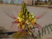 mojave_national_preserve_09