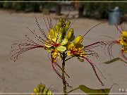 mojave_national_preserve_10