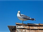 mono_lake_06