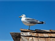 mono_lake_07