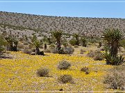 Gold Camp Road