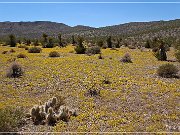 Gold Camp Road