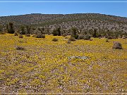 Gold Camp Road