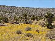 Gold Camp Road