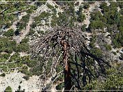 San Bernardino Mountain