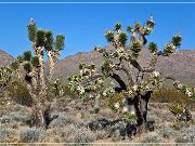 Mojave National Preserve