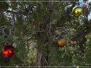 Christmas Tree Pass Road