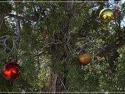 christmas_tree_pass_road_14