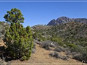 Christmas Tree Pass Road