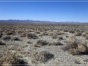 NV 361