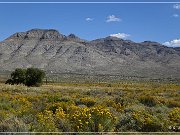NV 318