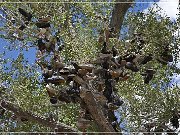 Shoe Tree (fallen)