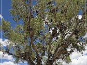 Shoe Tree (fallen)
