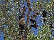 Shoe Tree (fallen)