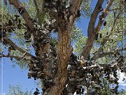 Shoe Tree (fallen)