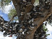Shoe Tree (fallen)