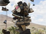 Shoe Tree (fallen)
