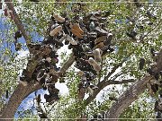 Shoe Tree (fallen)