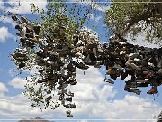 Shoe Tree (fallen)