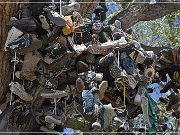 Shoe Tree (fallen)