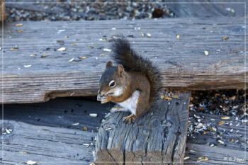 Ground Squirel