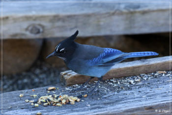 Steller's Jay