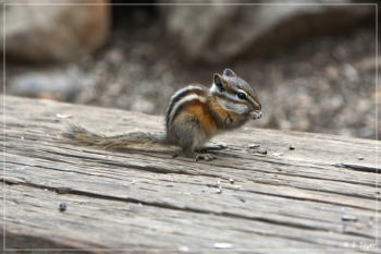 Chipmunk