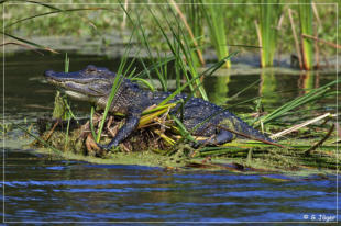 Boat Tour