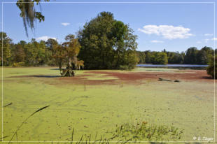 Audubon Swamp