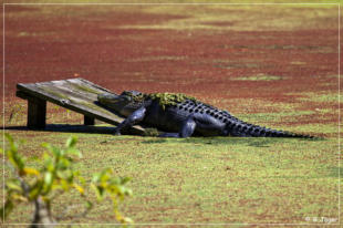 Audubon Swamp