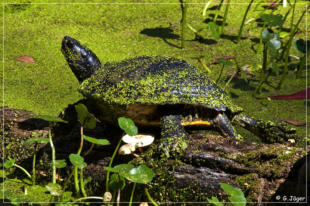 Audubon Swamp