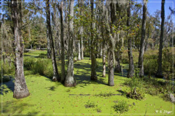 Audubon Swamp