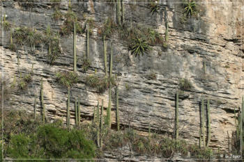 Vegetation an den steilen Felswänden