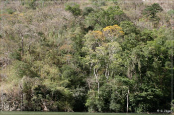 tropische Vegetation