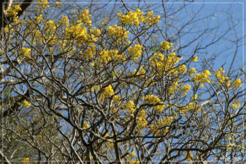 tropische Vegetation